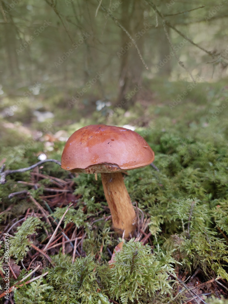 Fall mushroom in the forest on the grass Fall mushroom in the forest on the grass
