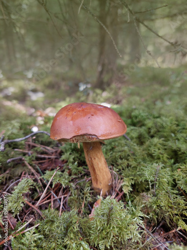 Fall mushroom in the forest on the grass