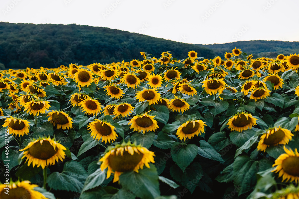 Obraz premium Sunflowers. beauty sunset over sunflowers field. Panoramic views. Field of blooming sunflowers. Nature. Selective focus.