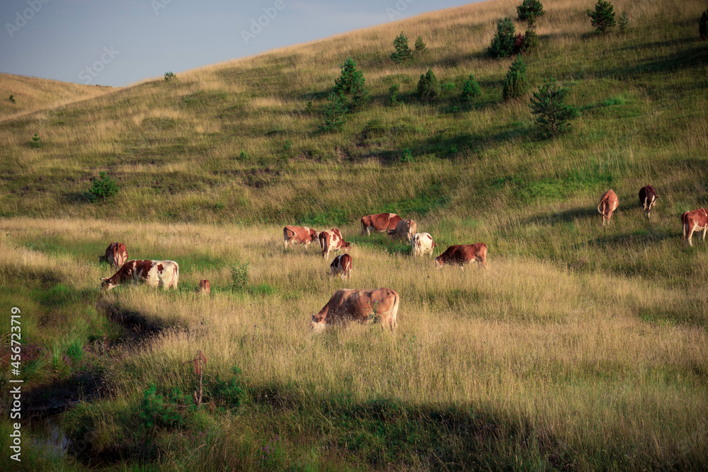 Cows on a mountain field eating grass on a sunny day Cows on a mountain field eating grass on a sunny day