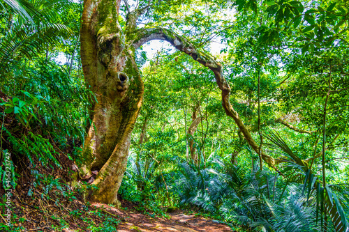 Bild auf Leinwand Hiking trail in natural tropical jungle forest Ilha Grande Brazil