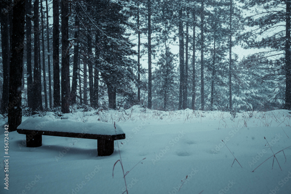 Mountain forest with a bench covered in snow during winter