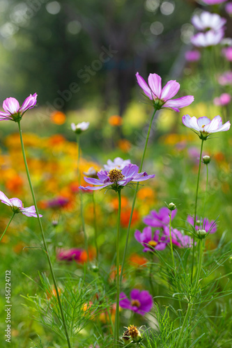 Cosmos blooming in the park
