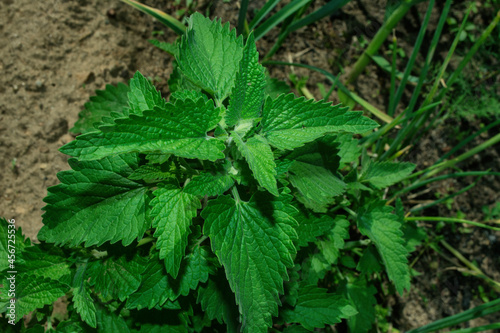 Medicinal herb Lemon mint or Bergamot mint (Latin: Mentha citrata) in garden, close up.