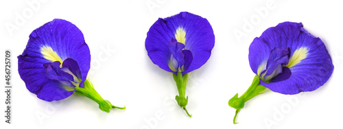 Clitoria ternatea L or Pea flower,  Butterfly Pea flowers are blue. It is an herb that contains anthocyanin that helps nourish hair roots, dissolve blood clots. photo