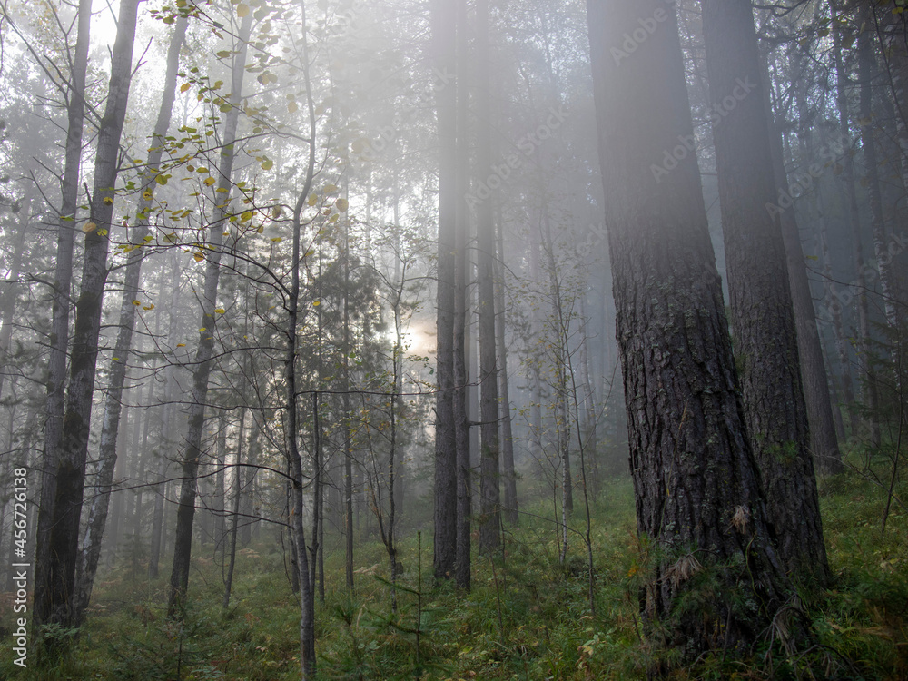 Obraz premium Sunlight penetrates through the misty forest.