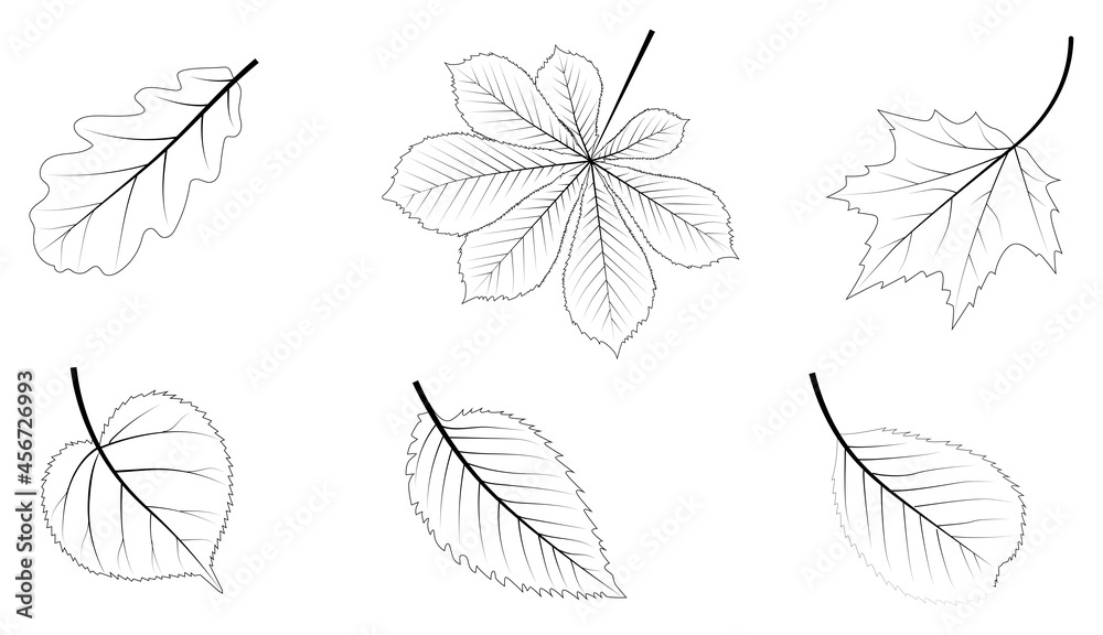 Autumn leaves outline. Set of contours leaves of various trees, vector illustration.