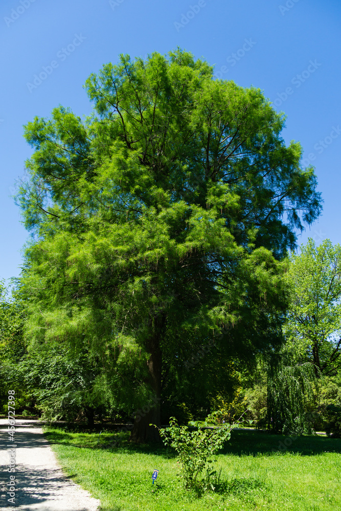 Taxodium mucronatum (Taxodium Huegelii Lawson), commonly known as Montezuma bald cypress. This large evergreen tree grows in Arboretum Park Southern Cultures in Sirius (Adler) Sochi.