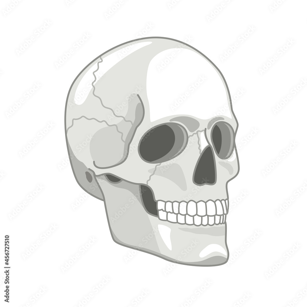 Cartoon skull drawn. Cute gray skulls face concept vector illustration, spooky skeleton dead head sketch isolated on white