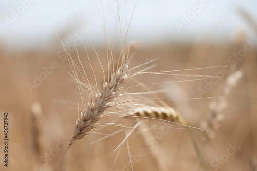 Ripe spikelets of wheat grow in a field in sunlight