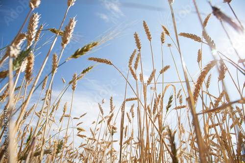 Ripe spikelets of wheat grow in a field in sunlight