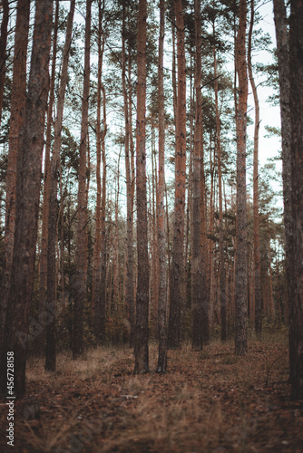 forest in autumn