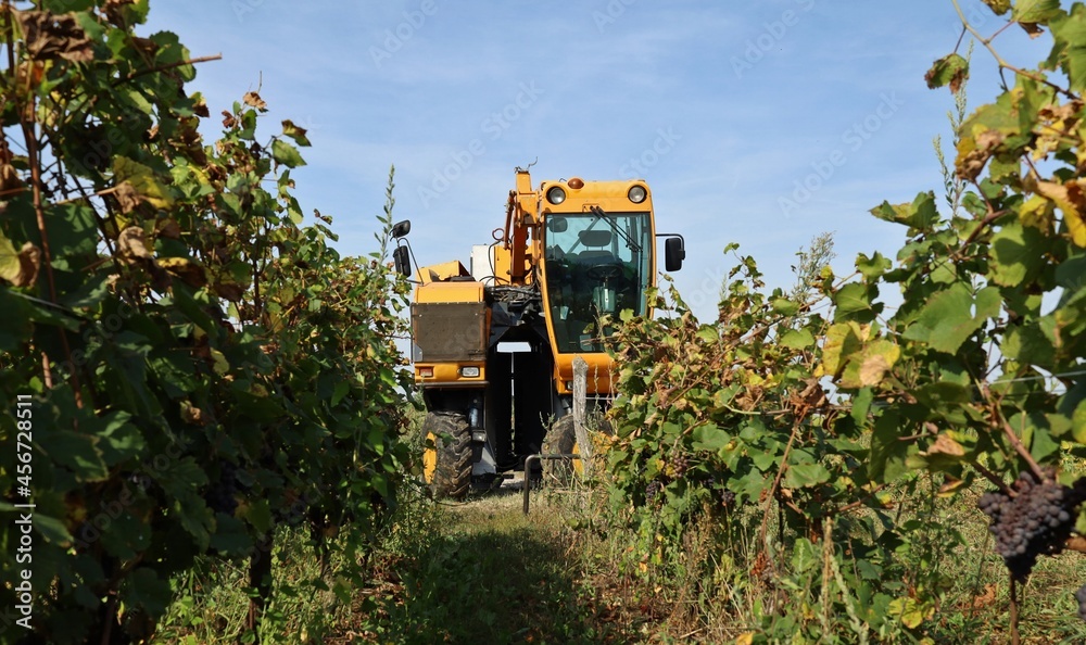 Grape harvester machine at the beginning of a row of vineyard during the harvesting in september Grape harvester machine at the beginning of a row of vineyard during the harvesting in september