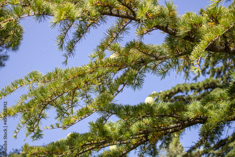 Green cones on a branch of the large coniferous trees Cedrus libani. Old and rare Lebanese cedar in the Botanical Garden. Green cones on a branch of the large coniferous trees Cedrus libani. Old and rare Lebanese cedar in the Botanical Garden.