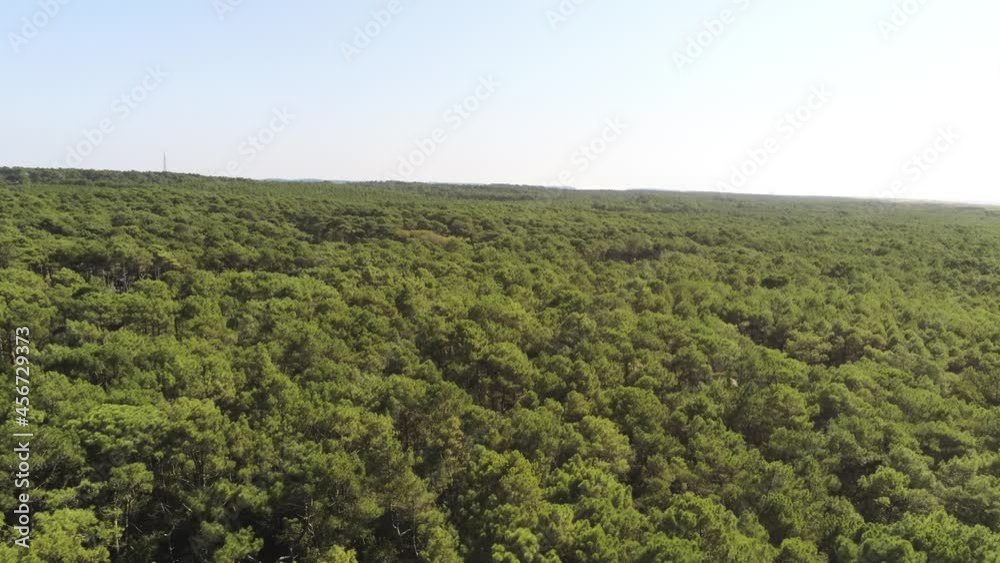 Forêt de pins, vue aérienne au Cap Ferret, Gironde