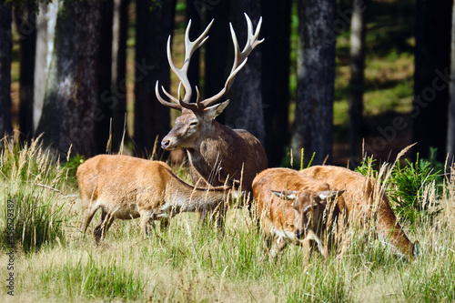 Fototapeta Naklejka Na Ścianę i Meble -  Rotwild ( Cervus elaphus ).