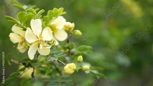 Yellow senna flower in garden, California USA. Cassia candlewood springtime pure bloom, romantic botanical atmosphere, delicate tender blossom. Spring light colors. Soft blur freshness of calm morning photo