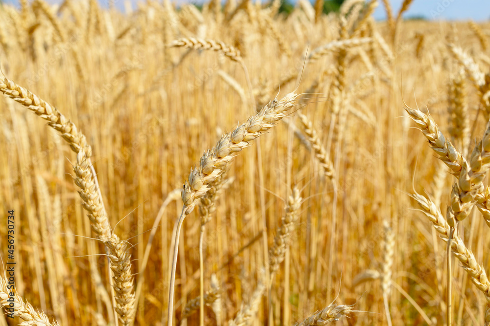 field of ripe wheat cereals and a blue sky with clouds in autumn, a concept of harvest, agribusiness and farming field of ripe wheat cereals and a blue sky with clouds in autumn, a concept of harvest, agribusiness and farming