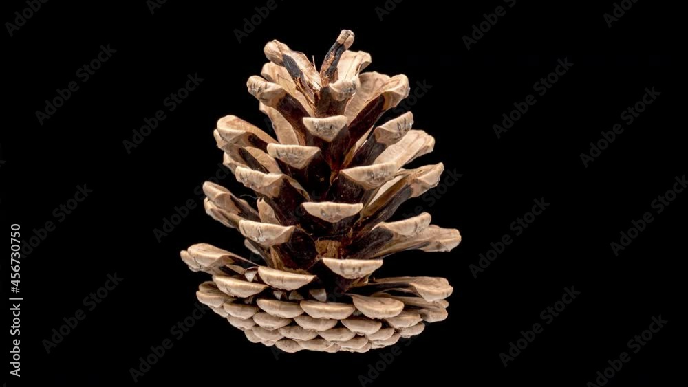 4K Time Lapse of Pine Cone Opening on black background.