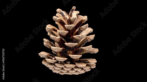 4K Time Lapse of Pine Cone Opening on black background. photo