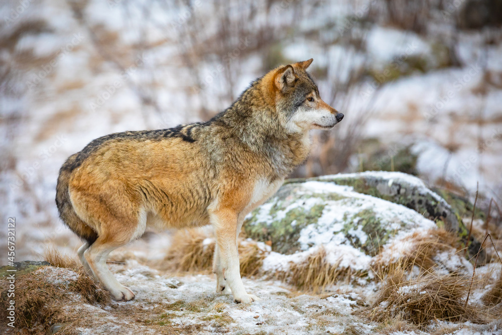 Fototapeta premium Focused wolf in the forest in early winter