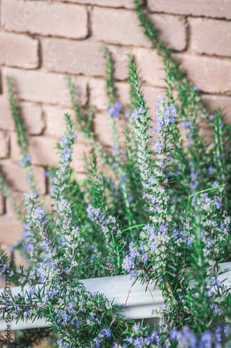 Lavender flowers in bloom