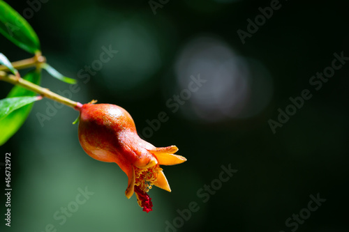 Newly formed pomegranate fruit with bell-shaped base on greenish black background. Focus on near edge of Calyx. photo