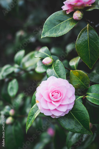 Pink flowers bloom in garden