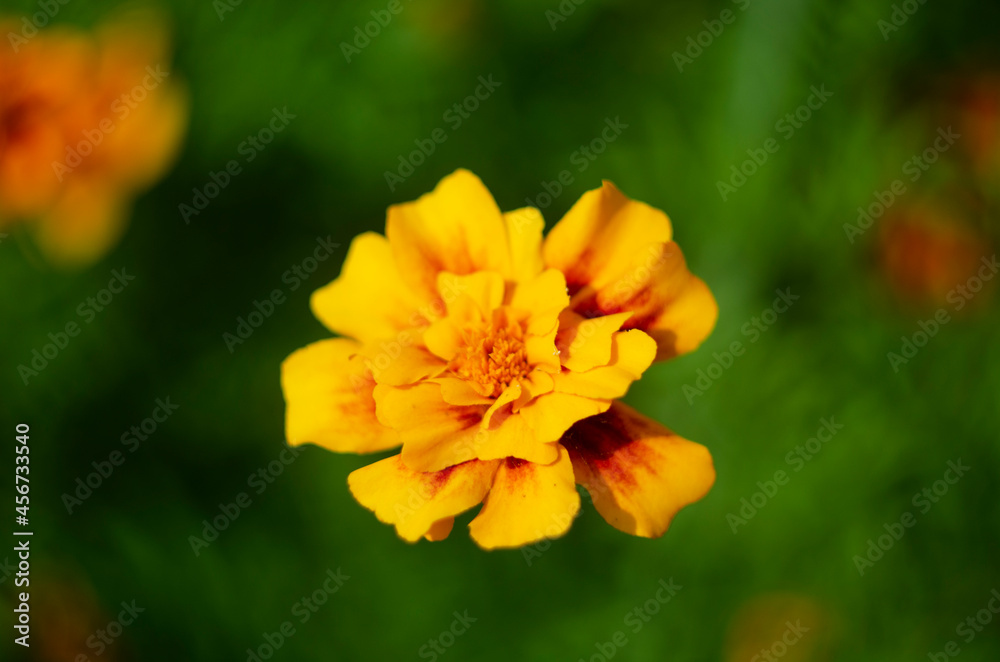Beautiful Marygold flower closeup in the garden Beautiful Marygold flower closeup in the garden