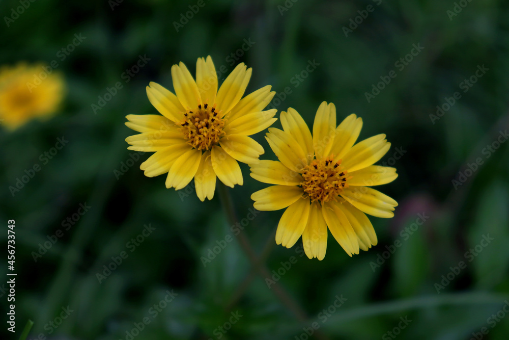 Two yellow sunflower flower in the greenery background Two yellow sunflower flower in the greenery background