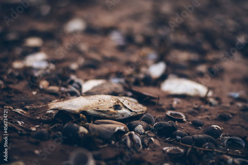 The dried fish died on the ground. And there are also shells and pieces of twigs. © Palakorn Jaiman