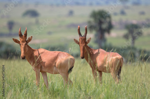 The Jackson's hartebeest (Alcelaphus buselaphus lelwel), also known as Lelwel hartebeest, is an antelope native to Central African Republic, Chad, the Democratic Republic of the Congo, Ethiopia, Kenya photo