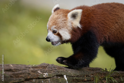 Cute Red Panda in a natural environment 