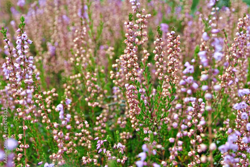 Fototapeta premium Wrzosy