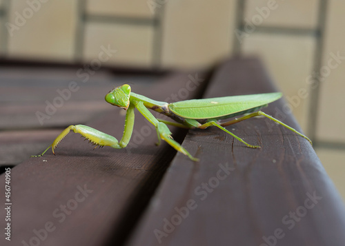 Close up Photo of a praying mantis Mantis religiosa