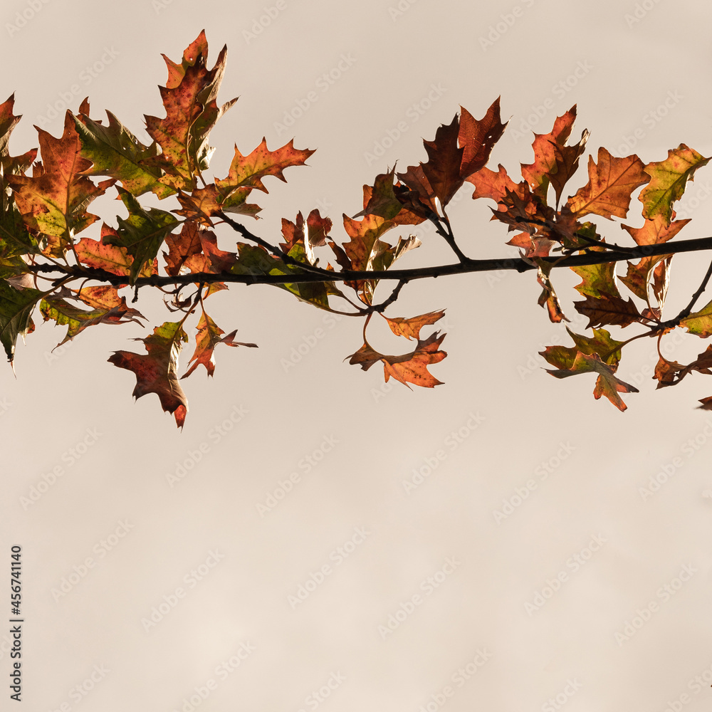 Colourful gold yellow autumn fall leaves on tree branches. Outdoor autumn fall leaves background Colourful gold yellow autumn fall leaves on tree branches. Outdoor autumn fall leaves background