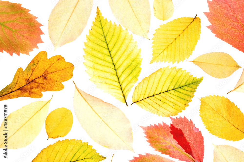 Set of autumn leaves on a white background. In light. Fall background. Isolated Set of autumn leaves on a white background. In light. Fall background. Isolated