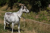 Grey goat at the pasture at the sunny summer
