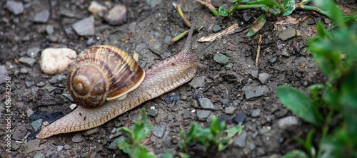 a snail crawls on the ground rainy weatherrainy weather
