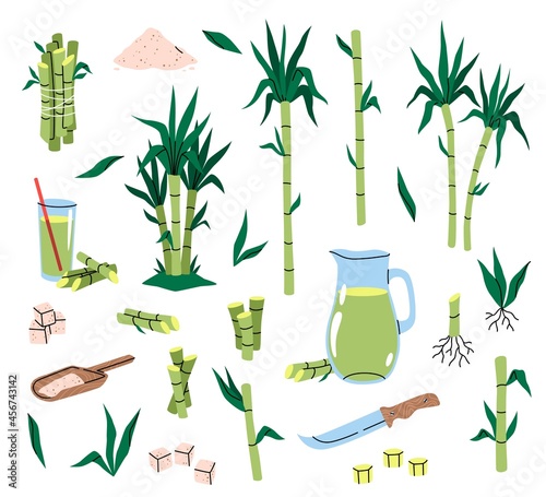 Sugarcane plant. Different parts cane, tropical green leaves and stems, plants cuttings with roots, sugar cubes and syrup, sweet juice, healthy eco product. Vector cartoon isolated set