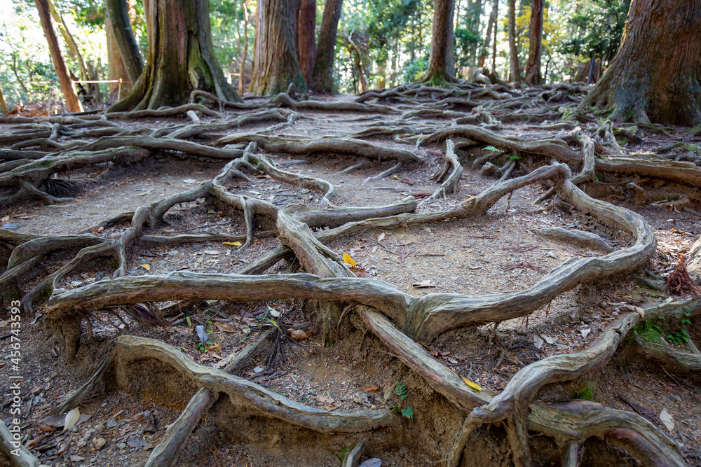 木の根道・魔王殿 木の根道・魔王殿