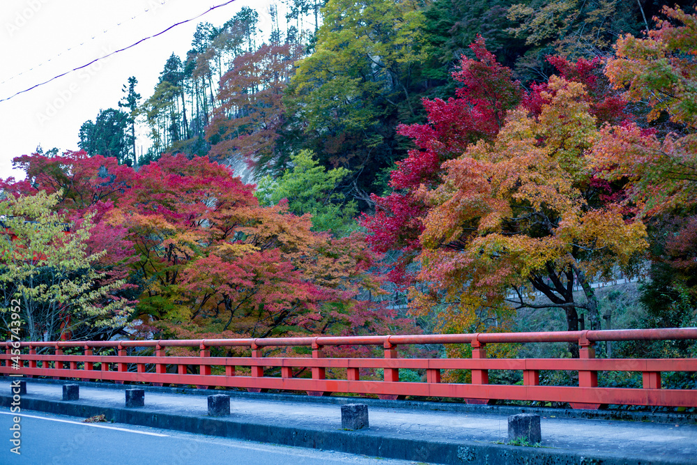 Fototapeta premium 鞍馬寺の紅葉