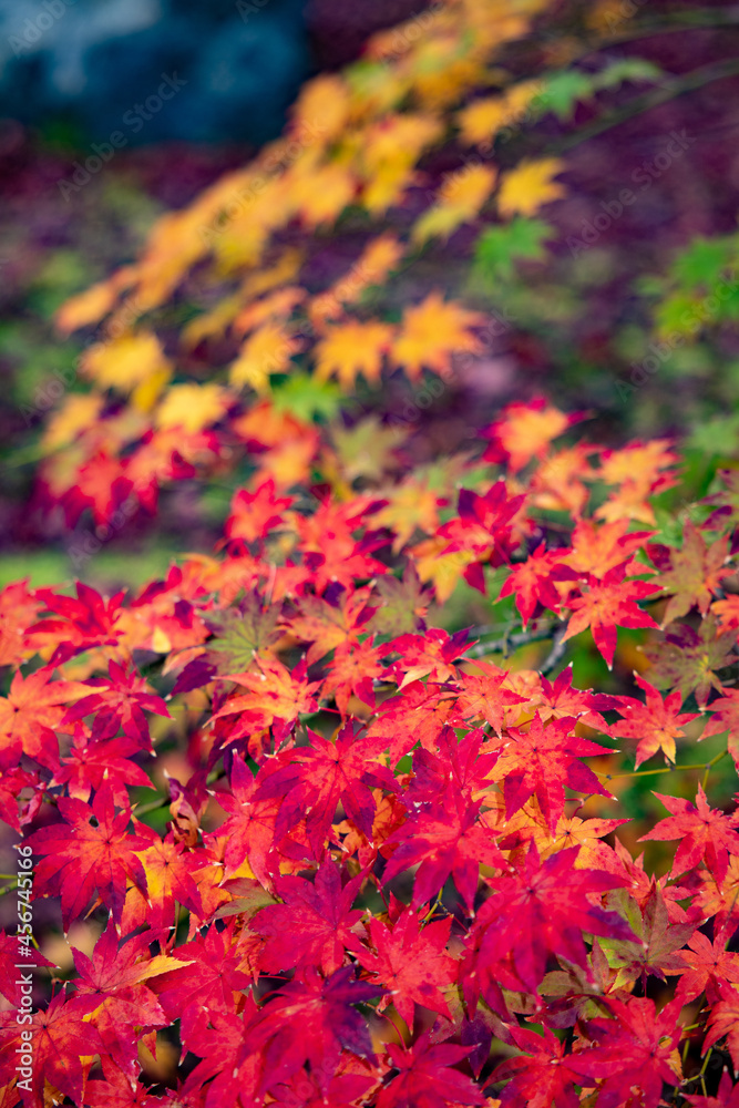 紅葉 紅葉