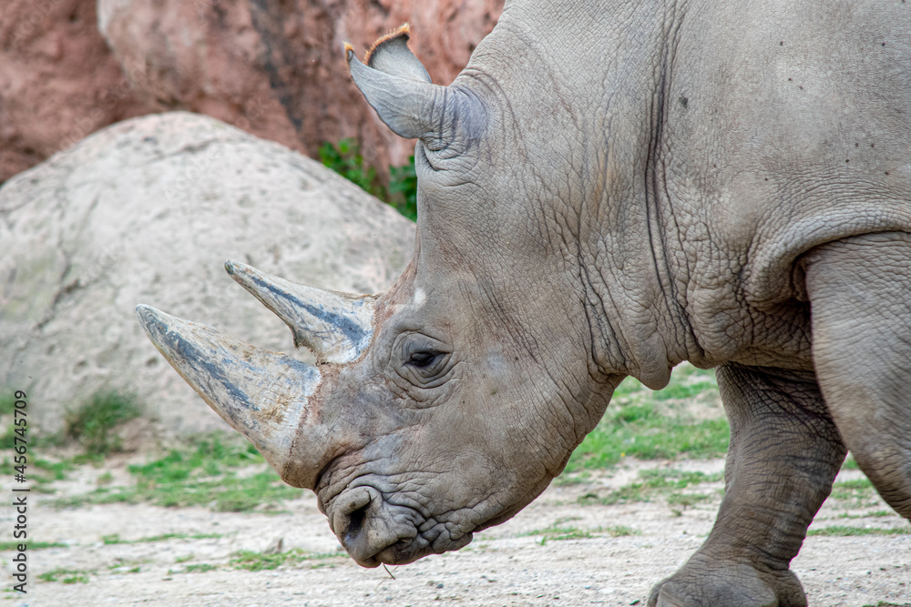 Fototapeta premium white rhino in zoo