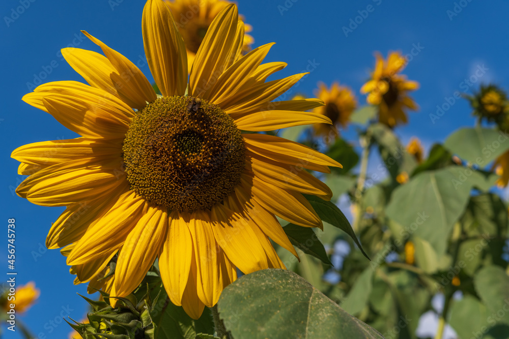 Naklejka premium Sonnenblume 