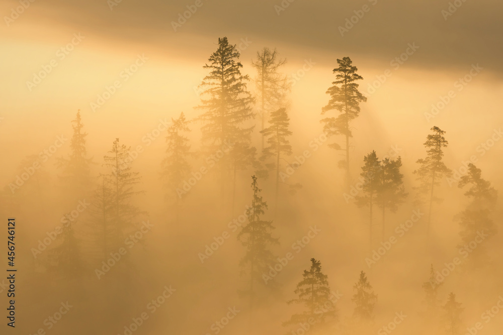 Fall in Slovakia. Foggy morning landscape. Trees in fog near Banska Stiavnica.