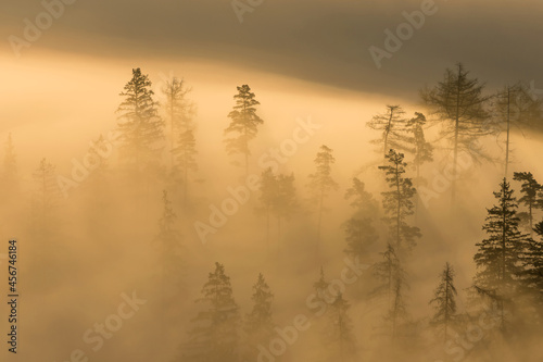 Fall in Slovakia. Foggy morning landscape. Trees in fog near Banska Stiavnica.