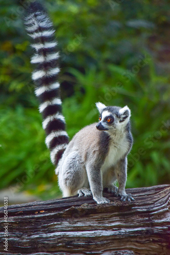 Fototapeta Naklejka Na Ścianę i Meble -  ring tailed lemur catta