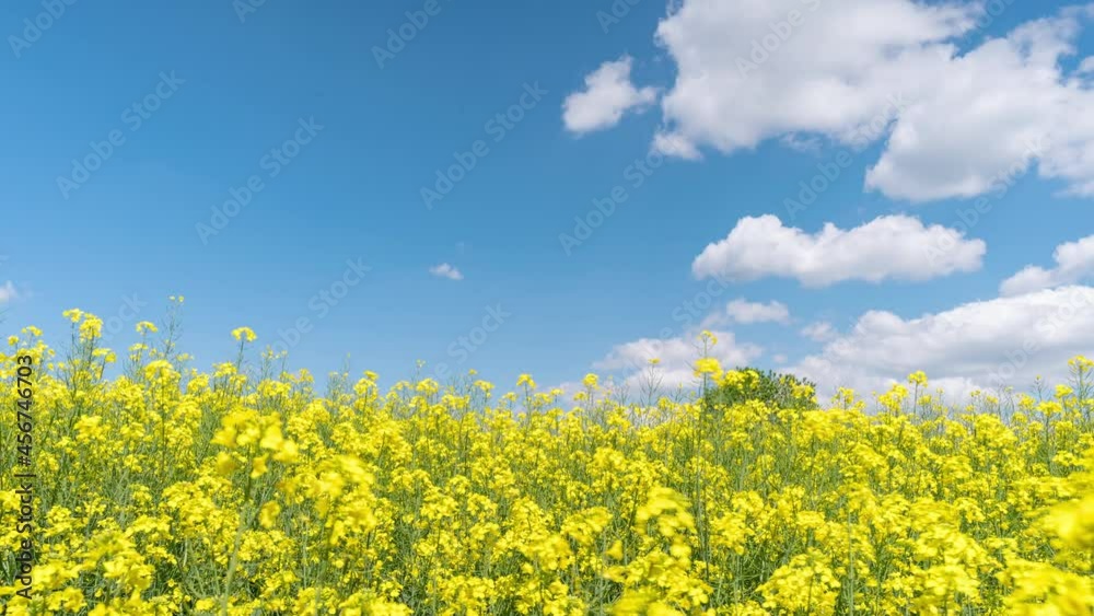 4K Time Lapse of beautiful Rapeseed flowers against blue sky with white clouds. Agricultural Landscape. Time-lapse of flowering bright yellow Canola field. 4K Time Lapse of beautiful Rapeseed flowers against blue sky with white clouds. Agricultural Landscape. Time-lapse of flowering bright yellow Canola field.