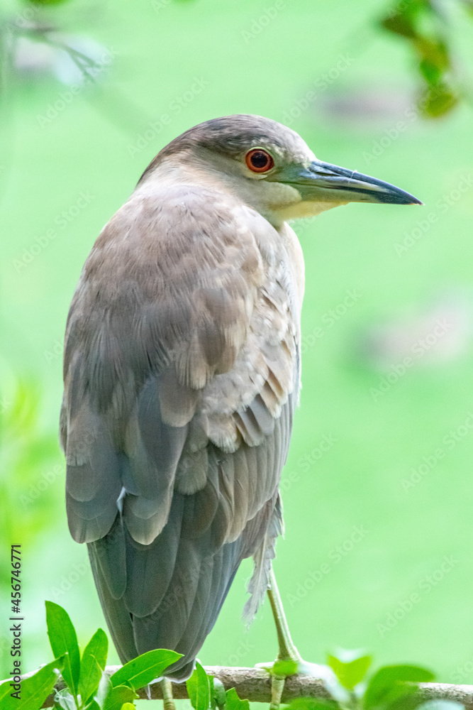 Beautiful bird, perched heron and looking curiously at the camera.